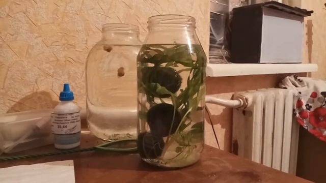 Кладофора, или водоросль-фильтр смотреть онлайн