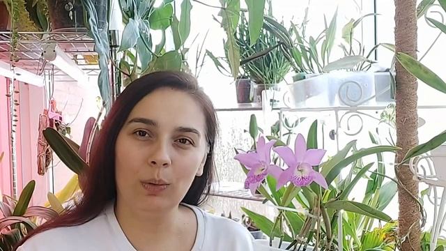 Bct. Little Mermaid 'Janet' смотреть онлайн