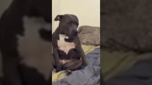 He sad Bob lol смотреть онлайн