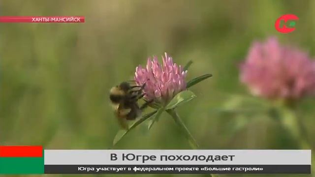 Югорчан ждут дожди и мокрый снег смотреть онлайн