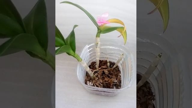 Дендрофаленопсис без корней, уход и полив .
.
@prilaga  #орхидеяброшь #орхидеяфлор_залы #фаленопсис