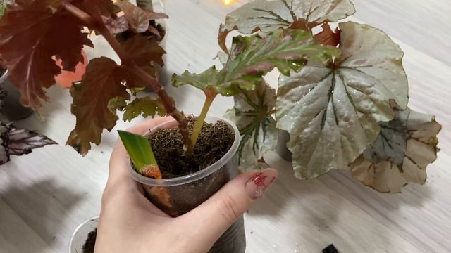 Укоренение кейн бегоний. смотреть онлайн