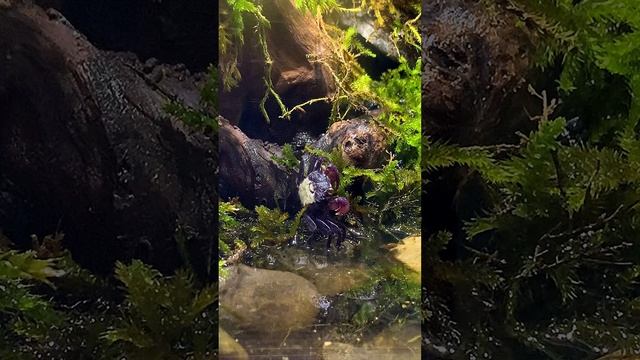 Занимательное видео про краба вампира на #рутубе