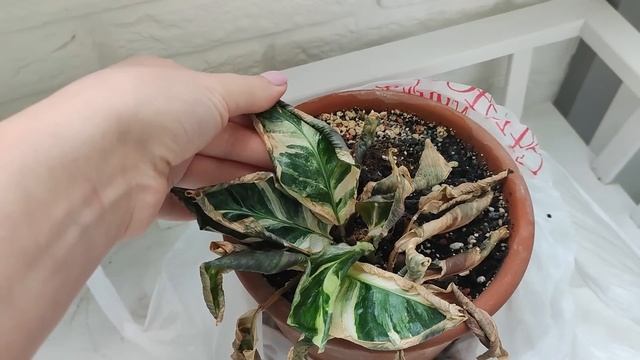 Хранение на балконе, комнатные растения смотреть онлайн