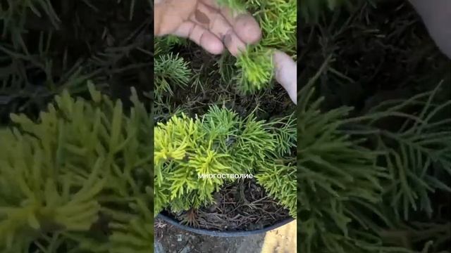 Как выбрать дерево для бонсай смотреть онлайн