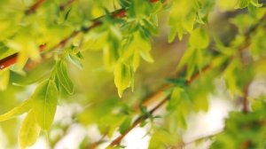 Сочная весна — веточки Ивы весной. Весенний фон | Футажи красивая природа [FullHD]