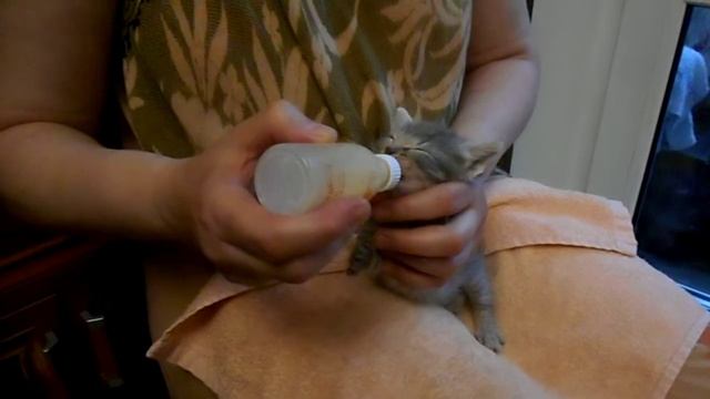 Искусственное выкармливание котят (Жульен и Адель) смотреть онлайн