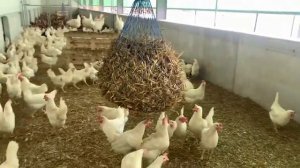 Ферма в Германии.Птицефабрика на 5000 кур.С Новым годом .