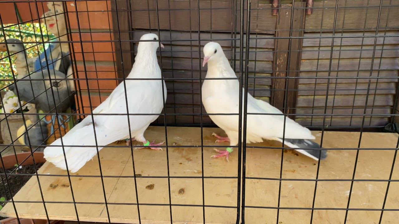 Бакинские голуби ️ старопородные #baku #bakupigeons