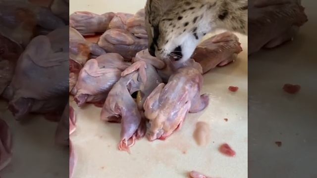Servals Eat Quail Сервалы едят перепелок