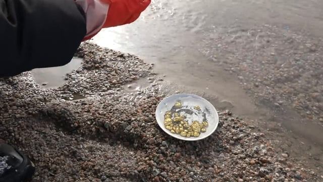 Магнитное золото! Как золото липнет на магнит?! смотреть онлайн