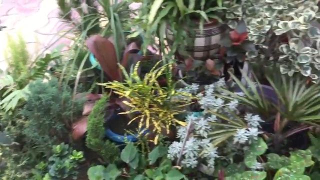 My Aralia plant collection with care tips & propagation| Best shadeloving plant Aralia for greenery смотреть онлайн