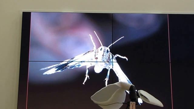 В. Николаева "Фотографирование насекомых в полёте". часть-3 смотреть онлайн