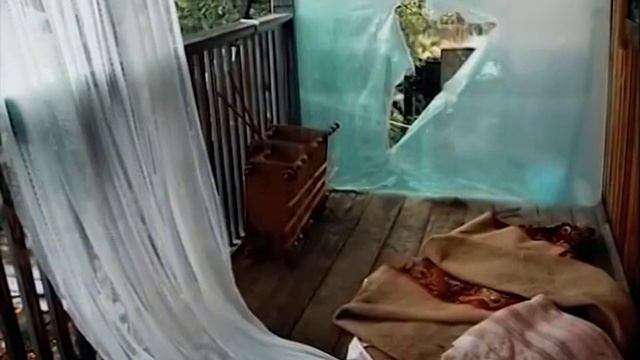 Рысь и три медвежонка Дикие животные вышли к братчанам смотреть онлайн