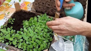 ЧЕМ ПОДКОРМИТЬ ПЕТУНИЮ ПОДКОРМКА для ХОРОШЕГО РОСТА?чем кормить рассаду петунии цветок