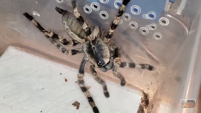 Bad Tarantula Molt смотреть онлайн