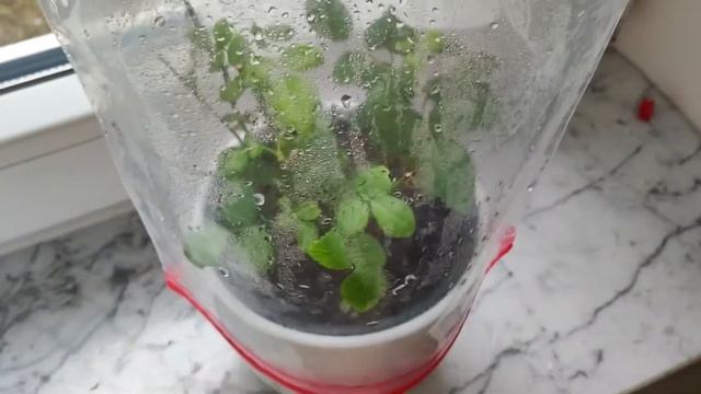 Как не загубить розу если мало листьев? Почему у розы скручиваются, вянут и опадают листья? смотреть онлайн