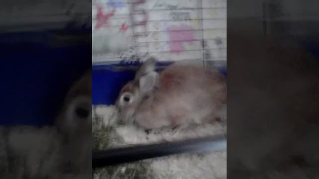 Мой кролик😍 смотреть онлайн