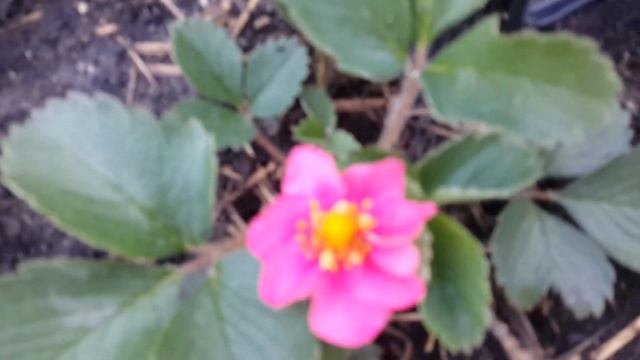 Клубника с розовыми цветами. Новинка моей коллекции клубники смотреть онлайн