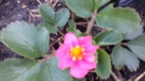 Клубника с розовыми цветами. Новинка моей коллекции клубники