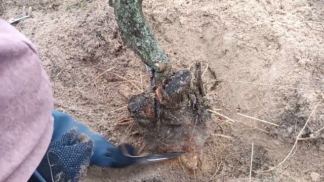 ОХOТА на ЯМАДОРИ. ШЕЛКОВИЦА. | Yamadori hunting. Mulberry (Morus nigra). смотреть онлайн