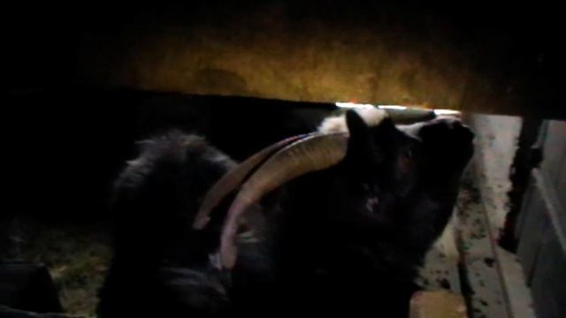 Как выглядит Коза! Самая обыкновенная коза! смотреть онлайн