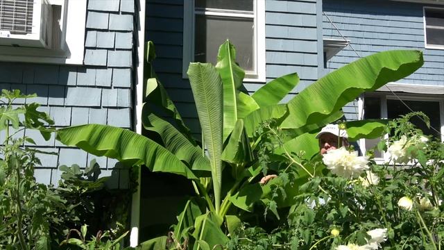 How to grow hardy banana - Musa basjoo. One year Recap смотреть онлайн