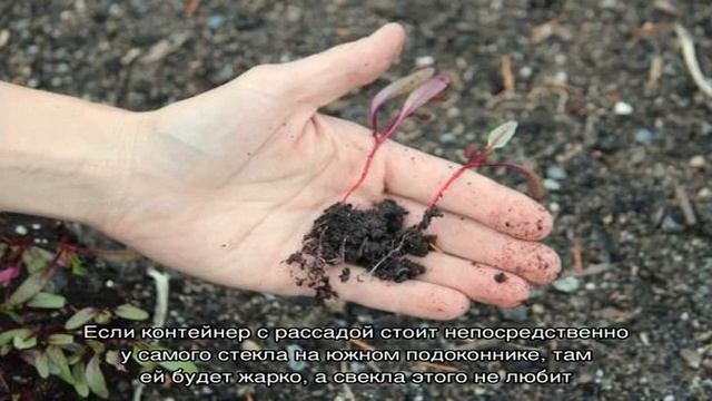 Что делать, если рассада свеклы вытянулась смотреть онлайн