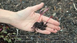 Что делать, если рассада свеклы вытянулась