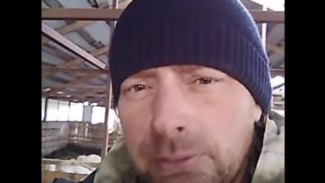 Кровля свинарника. Поросята - мутанты смотреть онлайн