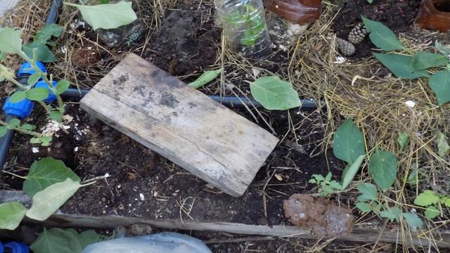 Кто грызет рассаду в теплице и как его поймать смотреть онлайн