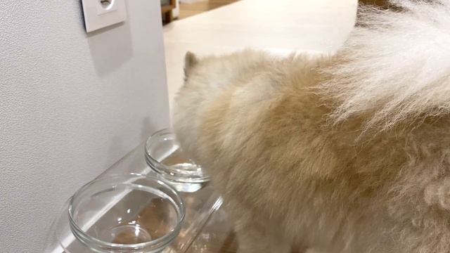 치즈 듬뿍 닭갈비 먹방! 시원한 오이냉국 만들기 | 소맥 혼술먹방 | Cheese Dak-galbi(Spicy Stir-fried Chicken) ASMR MUKBANG