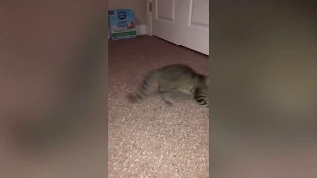 Смешные котэ? смотреть онлайн