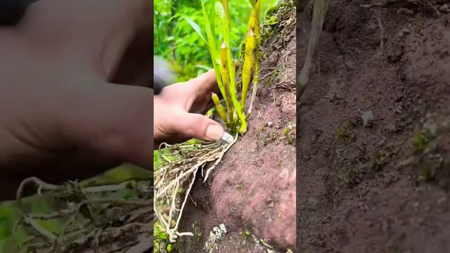 tap orchids on stone fast rooting смотреть онлайн