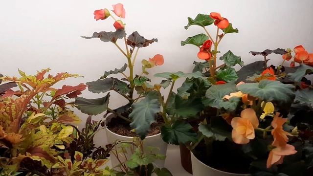 Обзор.Зимовка колеусов ,бегоний. смотреть онлайн