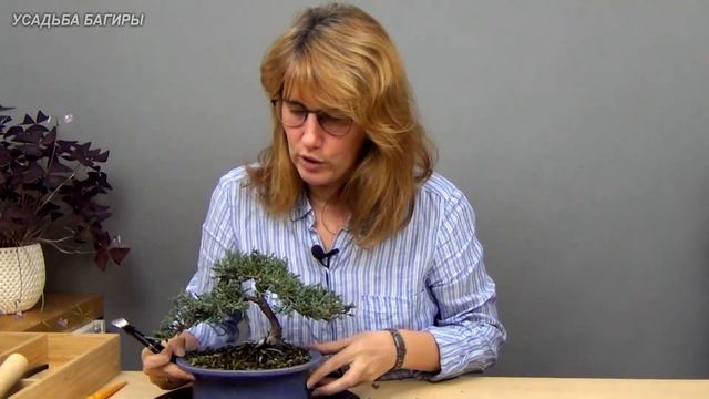 Бонсай из можжевельника (ч.4).