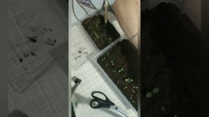 Хейрантус (лакфиоль) - многолетний цветущий кустарник. Выращивание из семян