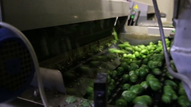 The story of the Brussels sprout | The sprout roller coaster! | Gebr. Herbert Zeewolde смотреть онлайн