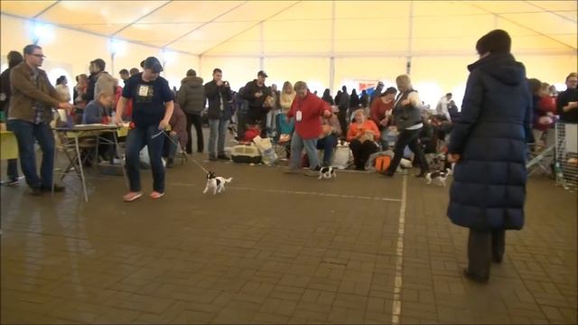 монопородная выставка чихуахуа 14.04.2013 смотреть онлайн