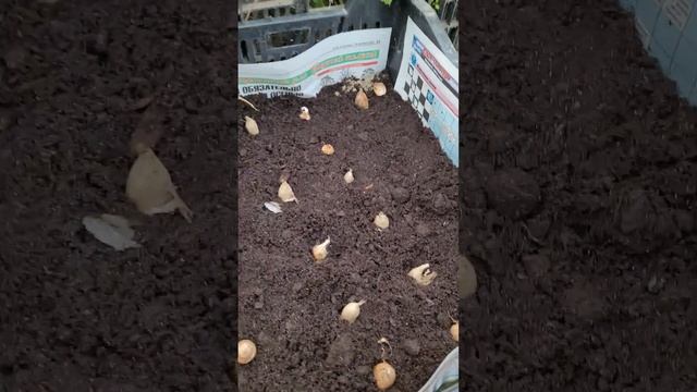 Фрезия – посадка и выращивание в домашних условиях и открытом грунте @flowers_kavkazskaya #фрезия