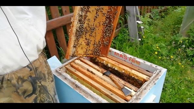 Профилактика и лечение пчел. - Обзор препарата Пробиокс.