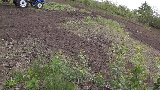 Мототрактор.Фрезеровка в саду.Состояние прививок в саду. смотреть онлайн