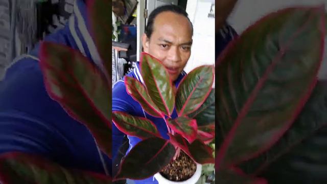 aglaonema Kanza смотреть онлайн