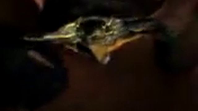 Token Turtle смотреть онлайн