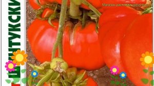 Томат Шунтукский великан. Краткий обзор, описание solanum lycopersicum Shuntukskij velikan
