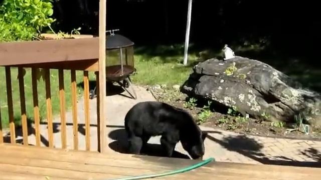 Bear смотреть онлайн