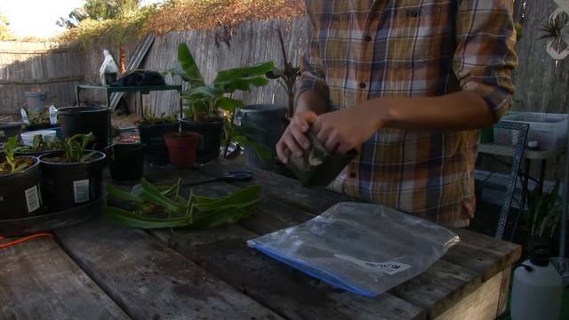 How To Repot And Reproduce Nepenthes Ventrata