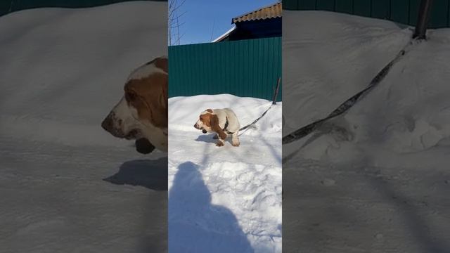 28.02.2022 Бассет хаунд смотреть онлайн