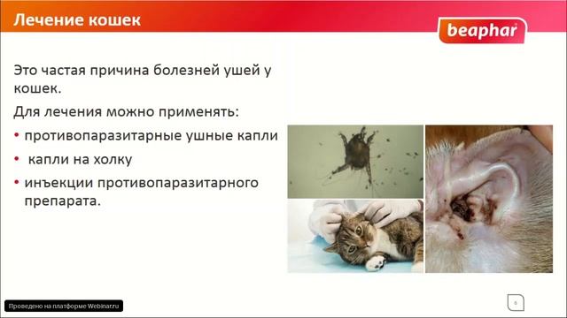 Отодектоз смотреть онлайн