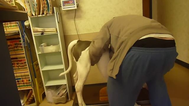WORLDS BIGGEST WHITE PIT BULL ON SCALE AT 1 YEAR OLD ***MUST SEE*** смотреть онлайн